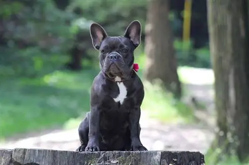 10 hechos fascinantes del bulldog francés