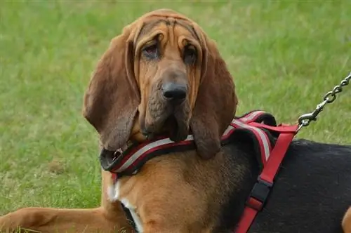 Πόσο καλή είναι η αίσθηση της μυρωδιάς ενός Bloodhound; Στοιχεία φυλής & Συχνές ερωτήσεις