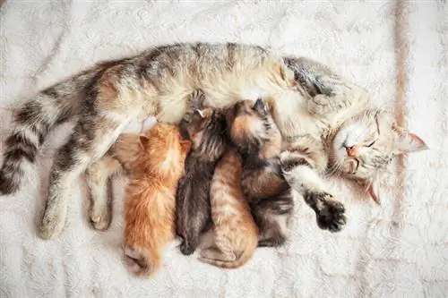 یک گربه در یک بستر چند بچه گربه می تواند داشته باشد؟ اندازه متوسط توضیح داده شده است