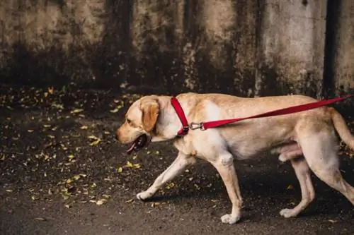 Hogyan tanítsuk meg idősebb kutyáját pórázon sétálni: Módszerek & Tippek