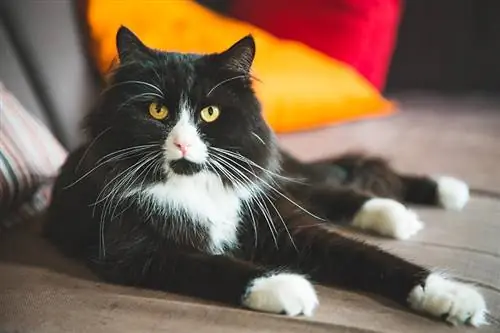Qual é a melhor idade para criar gatos? Fatos revisados por veterinários & Perguntas frequentes