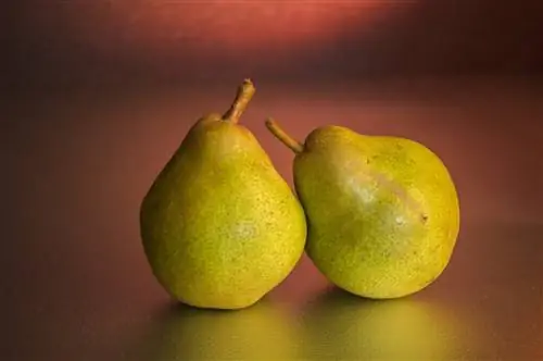 Guinea npua tuaj yeem noj pears? Khoom noj khoom haus Facts & Safety Guide