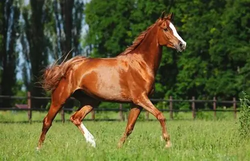 8 ruskih pasmina konja: povijest, informacije, & slike