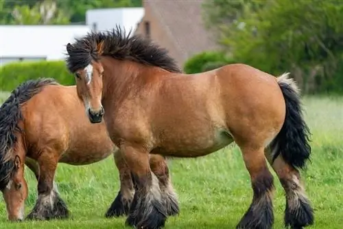 Арденски кон: факти, снимки, продължителност на живота, поведение, & Ръководство за грижа