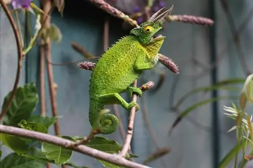 Robia chameleóny dobré domáce zvieratá? 9 vecí, ktoré by ste mali vedieť predtým, ako si ho zaobstaráte