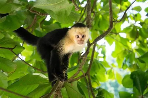 Adakah Monyet Capuchin Menjadi Haiwan Yang Baik? Apa Yang Anda Patut Tahu