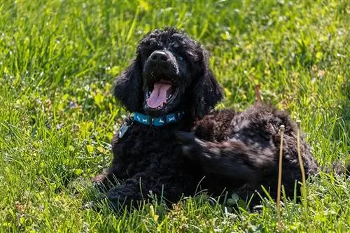 Black Poodle: Fakta, Asal usul & Sejarah (Dengan Gambar)