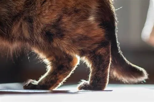 Niveltulehdus kissoilla: Eläinlääkärin hyväksymät merkit, syyt & Hoito