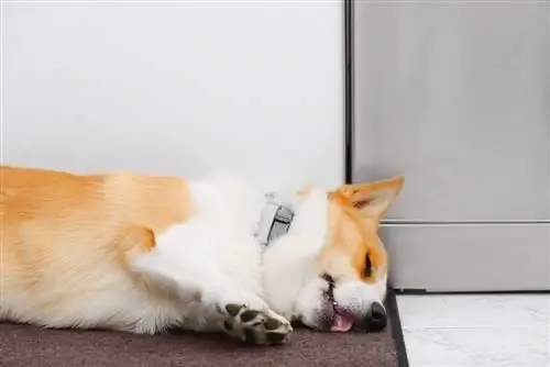 Apakah Corgi Banyak Tidur? 5 Alasan & Tips Agar Mereka Tetap Aktif