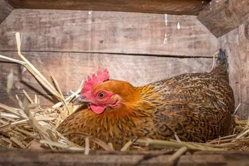 Die 6 besten Hühnernistkästen im Jahr 2023 – Bewertungen & Top-Picks