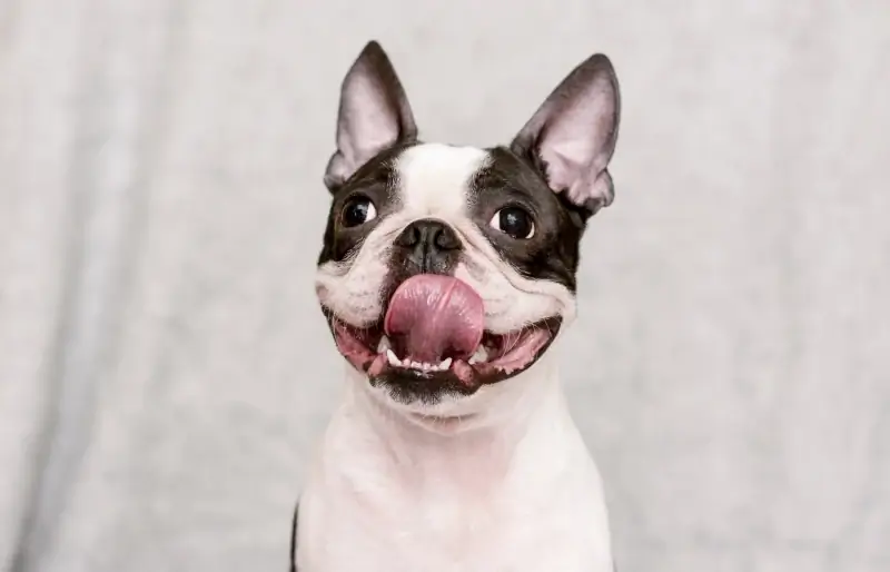 O Boston Terrier é hipoalergênico? Fatos revisados por veterinários & Perguntas frequentes