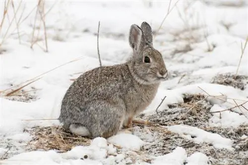 Czy króliki zapadają w sen zimowy? Fakty & Często zadawane pytania