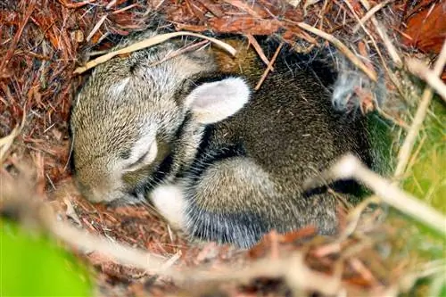 Var sover vilda kaniner? Vilda vs inhemska vanor
