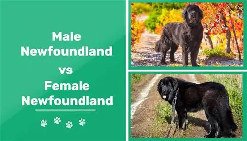 Mies vs naaras Newfoundlands: Mikä on ero (kuvien kanssa)