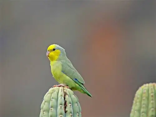 Papegøjerace med gul ansigt: træk, historie & Pleje (med billeder)