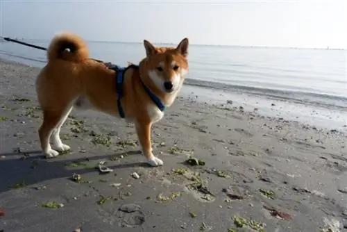 Sesame Shiba Inu: feiten, geschiedenis & Herkomst (met afbeeldingen)