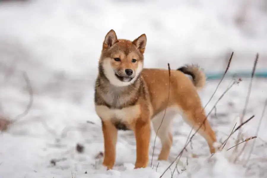 Кескін