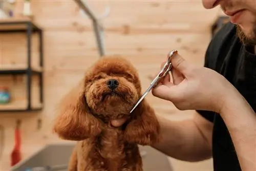 14 Potongan Rambut Poodle Popular untuk Dicuba Hari Ini (dengan Gambar)