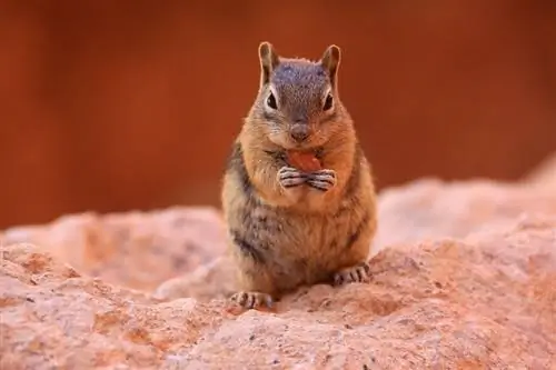 Cosa mangiano gli scoiattoli in natura & come animali domestici? Fatti & Domande frequenti