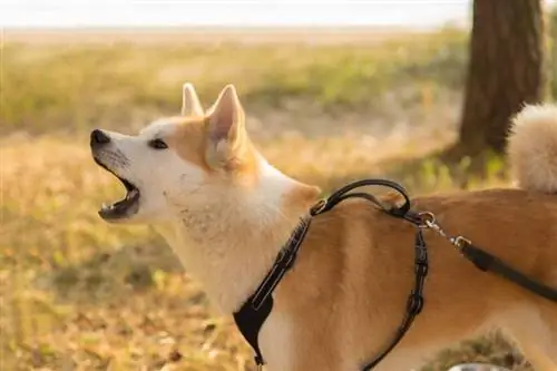 Kuinka paljon Shiba Inu haukkuu? Äänitykset, terveys & Ahdistus