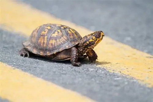 Ko bruņurupuči savvaļā ēd & kā mājdzīvniekus? Fakti & FAQ