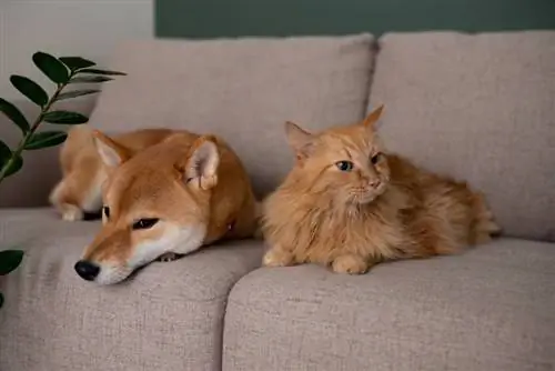 Zal een Shiba Inu goed zijn met mijn kat? Feiten & Veelgestelde vragen