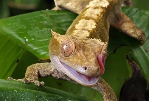 Crested Gecko: hoito, kuvat, temperamentti, elinympäristö, & piirteitä