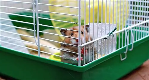 Hvordan velge riktig burstørrelse for hamstere: en veiledning