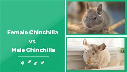 Manlik vs Vroulike Chinchilla: Die verskille verduidelik