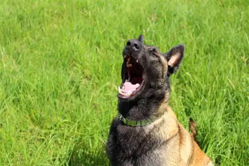 Hoeveel kos 'n Belgiese Malinois blaf? Wenke, Temperament & Opleiding