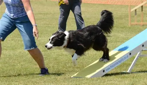 3 DIY Sab nraum zoov Dog Ramp Hla Stairs Tswv yim (Nrog duab)