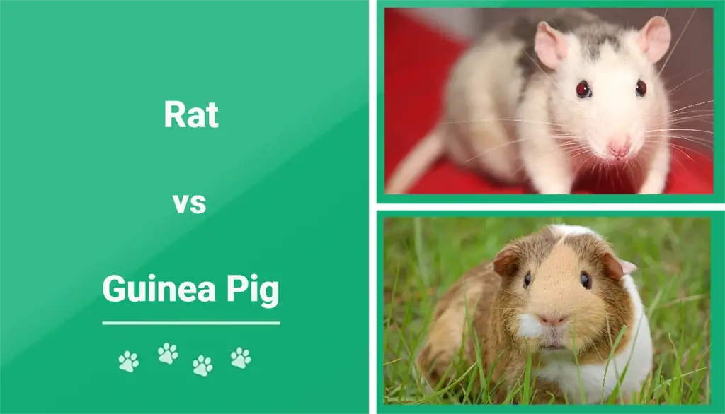 Morče vs krysa: Vysvětlení rozdílů