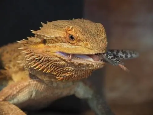 O que os dragões barbudos comem na natureza & como animais de estimação? Fatos & FAQ