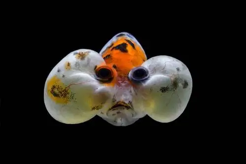 Bubble Eye Goldfish: hoito, kuvat, temperamentti, elinympäristö, & piirteitä