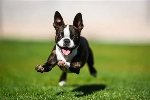 Hoe vinnig kan Boston Terriers hardloop? Geskiedenis, eienskappe & Gereelde vrae