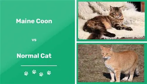 מיין קון לעומת חתול רגיל: גודל, טמפרמנט, & הבדלי טיפול (עם תמונות)