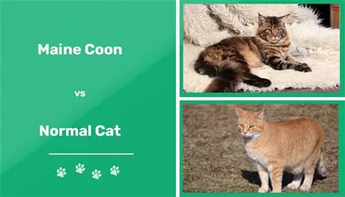 Maine Coon vs Normal Pişik: Ölçü, Temperament, & Baxım Fərqləri (Şəkillərlə)