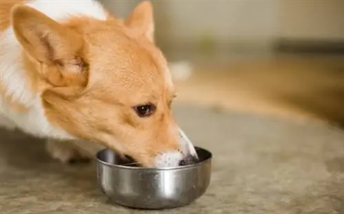 7 meilleurs aliments pour chiens pour Corgis en 2023 – Avis &