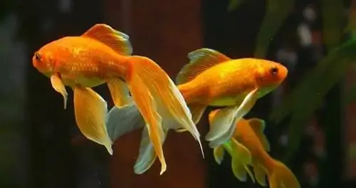 ოქროს თევზის 30 სახეობა: ცალფარფლიანი & ლამაზი (სურათებით)