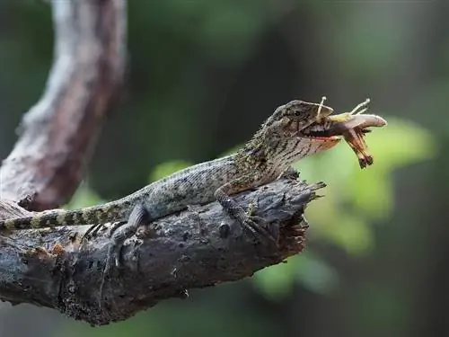 Ką salamandros valgo gamtoje & kaip augintiniai? Faktai & DUK