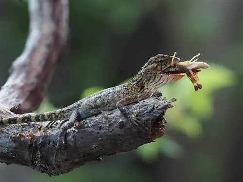 Ano ang Kinain ng mga Salamanders sa Ligaw & Bilang Mga Alagang Hayop? Mga Katotohanan & FAQ