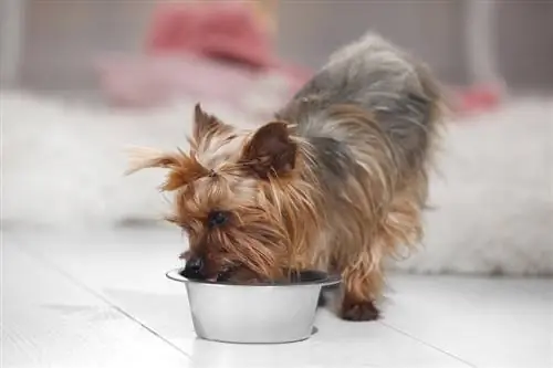 11 geriausių maisto produktų jorkių šuniukams 2023 m. – apžvalgos & populiariausias pasirinkimas