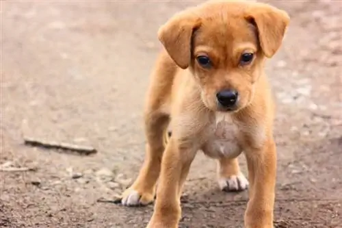 Mans kucēns ir ļodzīgs &, nelīdzsvarots, vai man būtu jāuztraucas? Mūsu veterinārārsts paskaidro