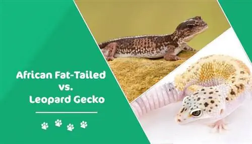 Afrikalik semiz dumli gekko va leopard gekko: farqlar tushuntirilgan
