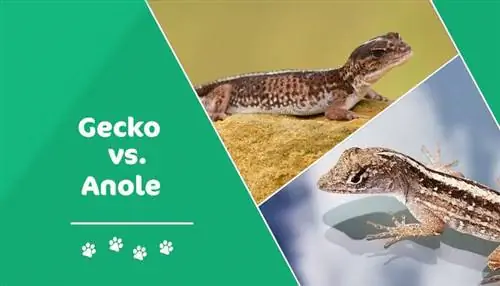 Gecko vs Anole: อธิบายความแตกต่าง