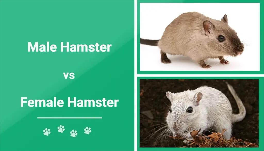 Isane vs emane hamster: seletatavad erinevused