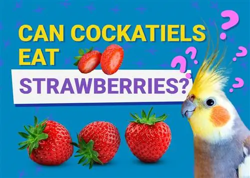 Voivatko cockatielit syödä mansikoita? Faktat & FAQ