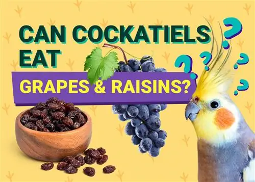 האם קוקטיילים יכולים לאכול צימוקים & ענבים? עובדות & שאלות נפוצות