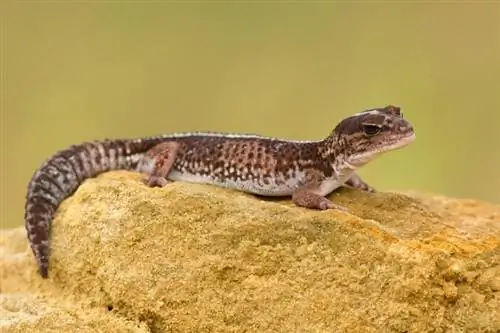 African Fat-Tailed Gecko: Kev Kho, Duab, Temperament, Habitat, & Yam ntxwv