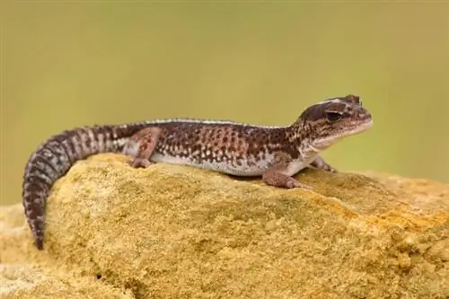 Африкийн тарган сүүлт Gecko: Арчилгаа, зураг, зан чанар, амьдрах орчин, & шинж чанар